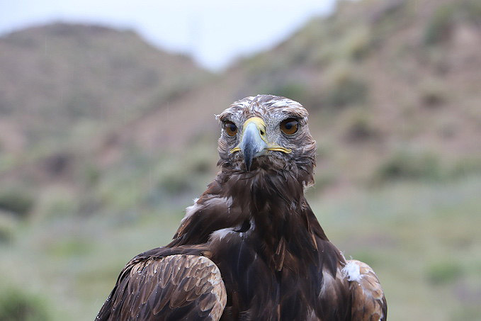Eagle Hunting Show Kyrgyzstan