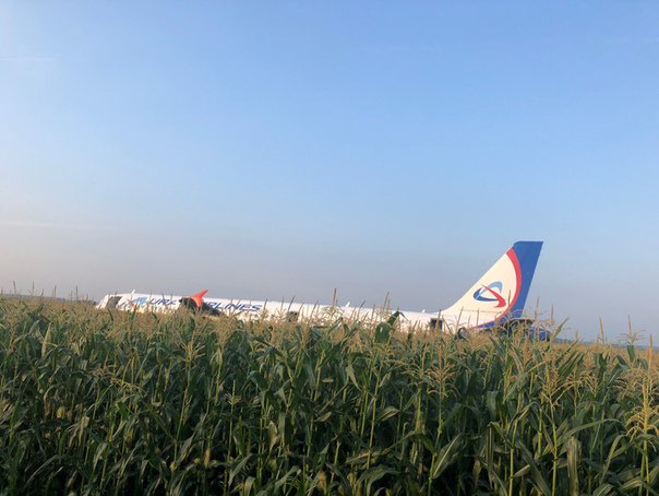 a plane in a field of corn