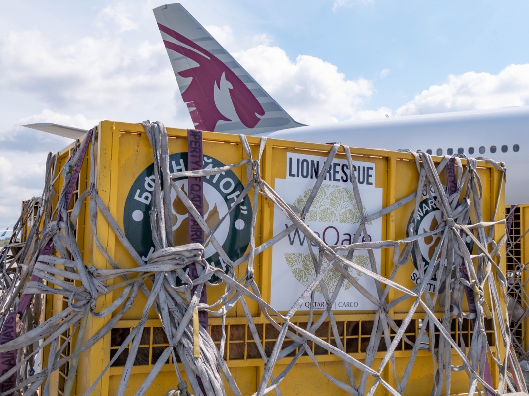 De la captivité à la liberté – 7 lions volent à bord du Qatar Airways B777