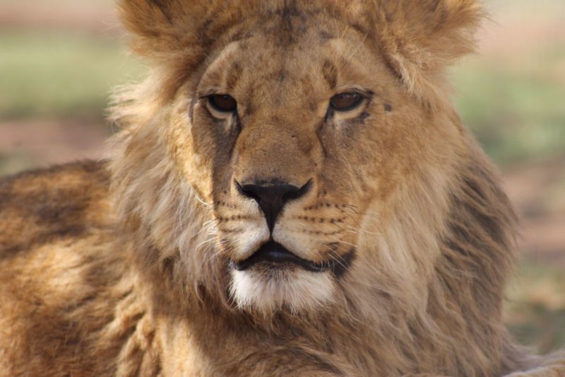 a lion lying down looking at the camera