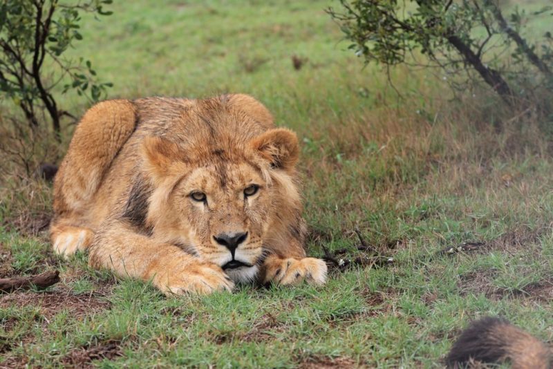 a lion lying in grass