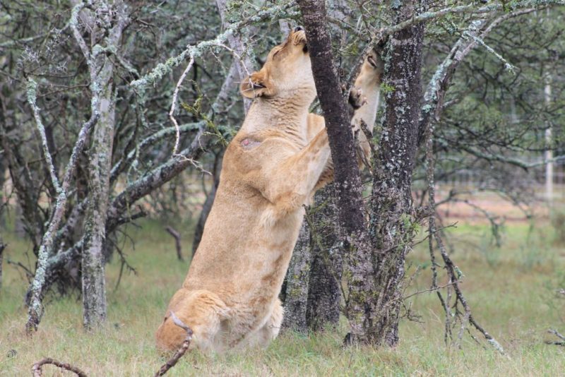 a lion climbing up a tree