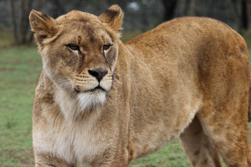 a lion standing in grass