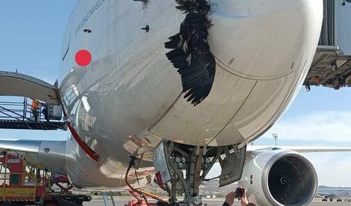 Iberia A350 birdstrike