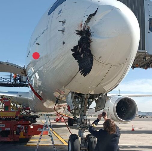 Iberia A350 birdstrike