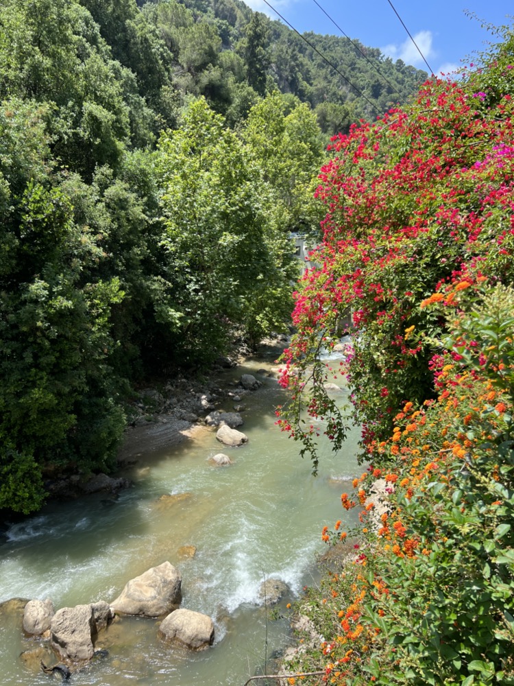 a river with trees and flowers